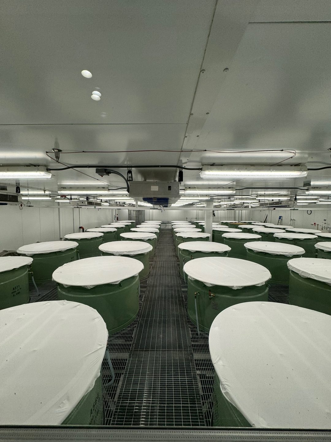 The fermentation hall at Dassai Blue, seen through glass: rows of small green tanks with white cloth lids in a bright white room