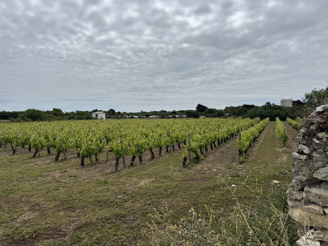 Rows of low green vines stretching across flat ground under a cloudy sky on Île de Ré