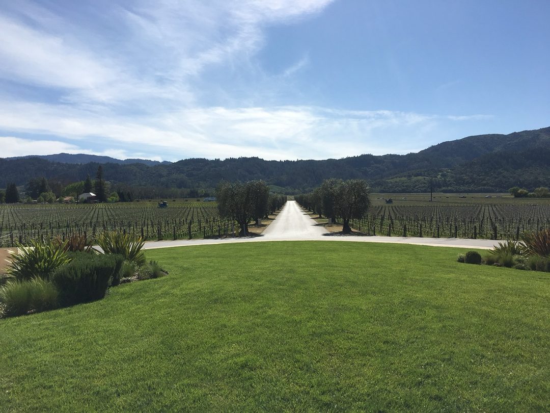Looking down the long drive to the Opus One winery, flanked by olive trees, with lawns in the foreground