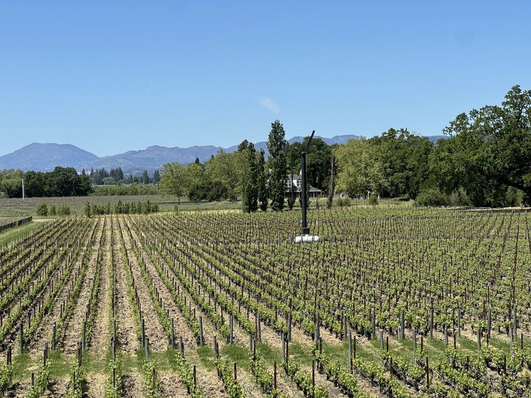 Rows of vines in the Opus One estate vineyards in Oakville, running toward tree-covered hills, with a frost fan standing among the vines