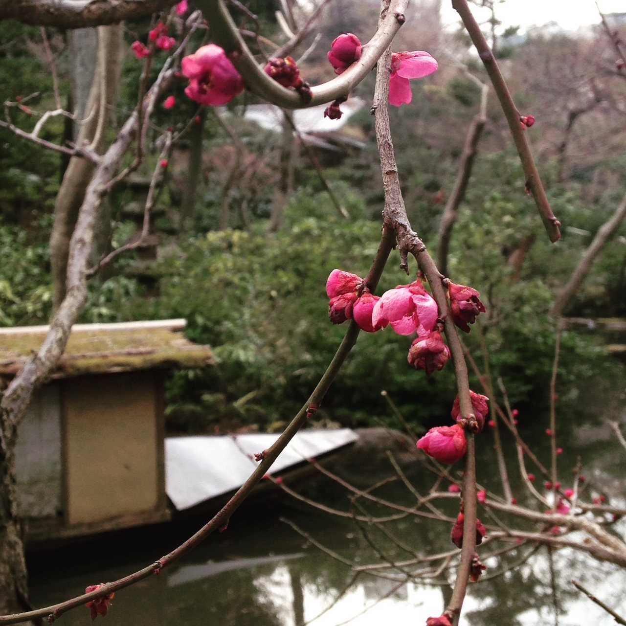 Pink plum blossom on bare branches over a garden pond