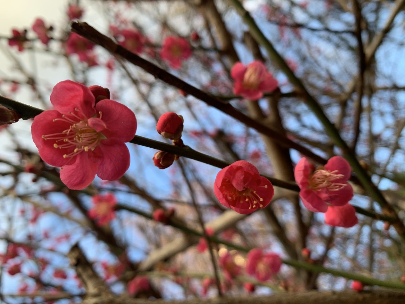Deep pink plum blossom close up, open flowers and buds on a branch against a blue sky